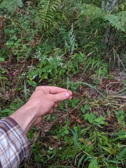 Muhlenbergia frondosa