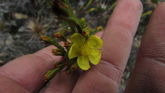 Hypericum strictum