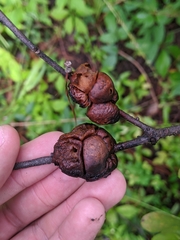 Disholcaspis spongiosa