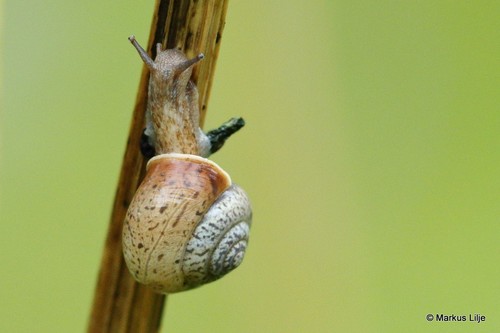 Lapinė krūmsraigė nuotrauka