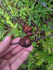 Disholcaspis spongiosa