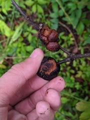 Disholcaspis spongiosa