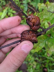 Disholcaspis spongiosa