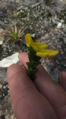 Hypericum mexicanum