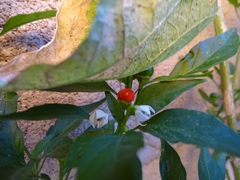 Capsicum annuum glabriusculum