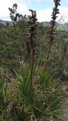 Puya nitida