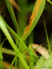 Conocephalus dorsalis