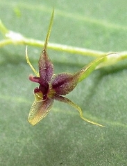 Platystele microscopica