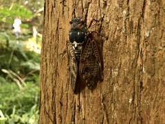 Graptopsaltria nigrofuscata