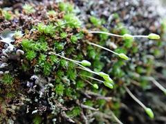 Leptostomum inclinans