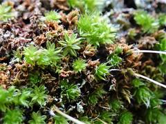 Leptostomum inclinans