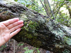 Leptostomum inclinans