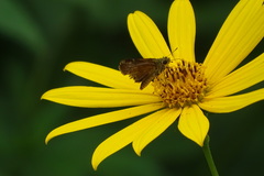 Poanes viator