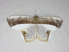 Opisthoxia amabilis