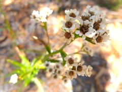 Ixodia achillaeoides