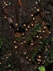 Trichia botrytis