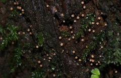 Trichia botrytis