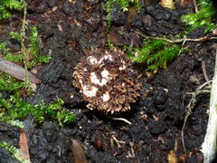 Lycoperdon compactum