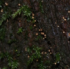 Trichia botrytis