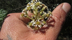 Linochilus jenesanus