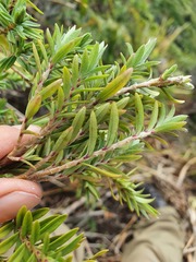 Pimelea tomentosa