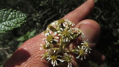 Linochilus jenesanus