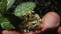 Linochilus jenesanus