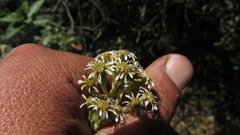 Linochilus jenesanus