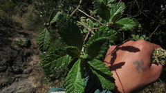 Linochilus jenesanus