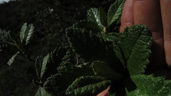 Linochilus jenesanus