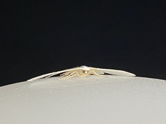 Campaea perlata
