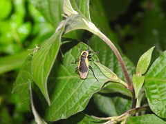 Chauliognathus distinguendus