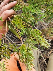 Pimelea tomentosa