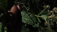 Linochilus jenesanus