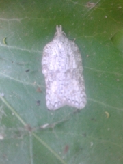 Acleris placidana
