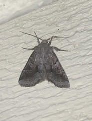 Oligia minuscula