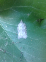 Acleris placidana