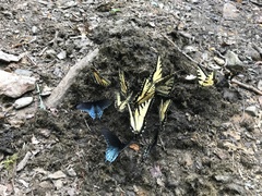 Papilio appalachiensis