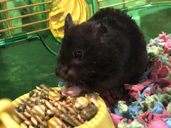 Mesocricetus auratus