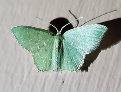 Chloropteryx tepperaria