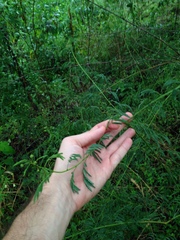 Desmanthus bicornutus