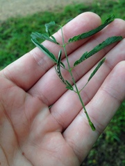 Desmanthus bicornutus