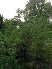 Desmanthus bicornutus