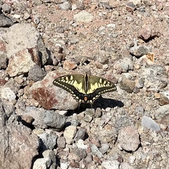Papilio machaon hippocrates