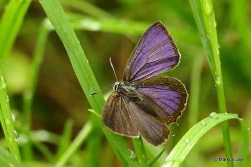 Purple hairstreak