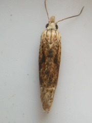 Eucosma ochrocephala