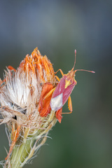 Harmostes