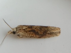 Eucosma ochrocephala