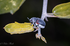 Megalostomis dimidiata