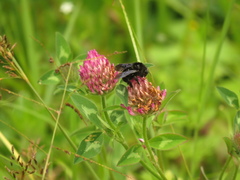 Bombus pauloensis